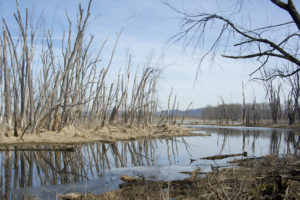 Dead trees line a channel in the Reno Bottoms in southern Wisconsin.