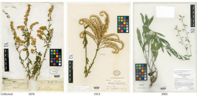 Three examples of the dozens of historical goldenrod records kept in the Smithsonian Botany Collections. The specimens were collected in Arizona, Florida and Alabama (left to right). Scientists recently used the Smithsonian archives to measure how protein in pollen has been affected by rising atmospheric CO2 levels. 