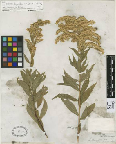 Goldenrod samples collected in Arizona in 1874, housed in the Smithsonian's botany archives.